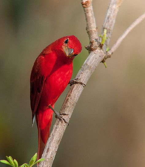 Summer Tanager, Most Beautiful Birds, Kinds Of Birds, Birds And Butterflies, Airbrush Art, Red Bird, Nature Birds, Goldfinch, Backyard Birds