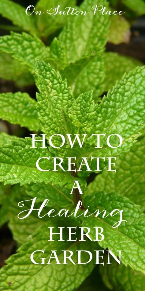 Healing Herb Garden, Healing Garden, نباتات منزلية, Healing Plants, Magic Garden, Indoor Herb Garden, Herbs Indoors, Healing Herbs, Growing Herbs