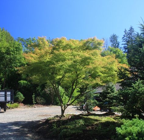 Acer Dissectum, Cape Cod Painting, Acer Palmatum Dissectum, Maple Shade, Japanese Maples, Bungalow Homes, Mcm Design, Plant Catalogs, Acer Palmatum