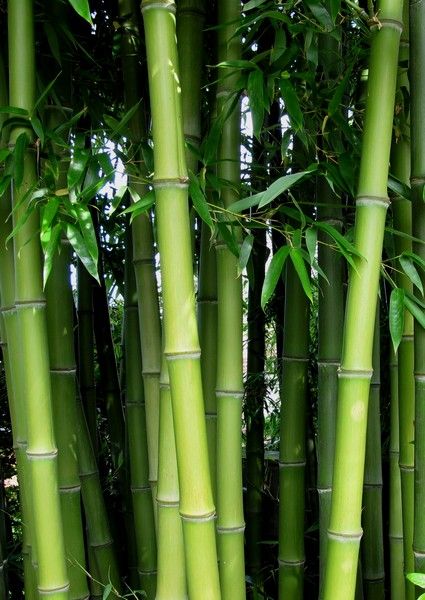 Bamboo Photoshoot, Bamboo Aesthetic, Aesthetic Bamboo, Root Barrier, Bamboo Hedge, Phyllostachys Nigra, Giant Bamboo, Bamboo Background, Clumping Bamboo