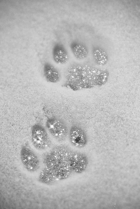 Minimalist Wallpaper, Cat Paws, Dog Paws, Pink Aesthetic, Paw Print Tattoo, Paw Print, Follow Me, Sparkle, Tattoos