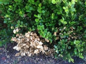 Trim Boxwood Shrubs, Small Boxwood Shrubs, Landscaping With Boxwoods Front Yards, Pruning Boxwood Shrubs, Box Wood Shrub Landscaping, Boxwood Landscaping Front Yard, Boxwood Care, Velvet Boxwood, Baby Gem Boxwood