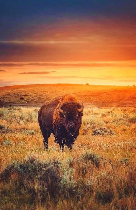 Bison Photography, Bison Photo, Whitetail Deer Pictures, Buffalo Animal, Bison Art, Buffalo Art, Flint Hills, Wild Baby, American Bison