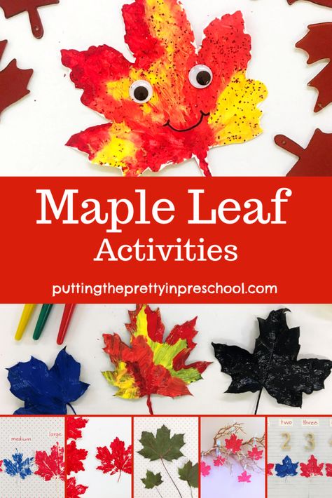 Maple leaf activities. Art, math, and display ideas using maple leaf prints. #mapleleafart #leafart #artactivitiesforkids #mapletree #CanadaDayart #CanadaDay Preschool Autumn Theme, Fall Leaf Activities, Leaf Activities For Kids, Preschool Autumn, Fall Leaves Activities, Leaf Activities, Autumn Preschool Theme, Kindergarten Colors, Preschool Fall