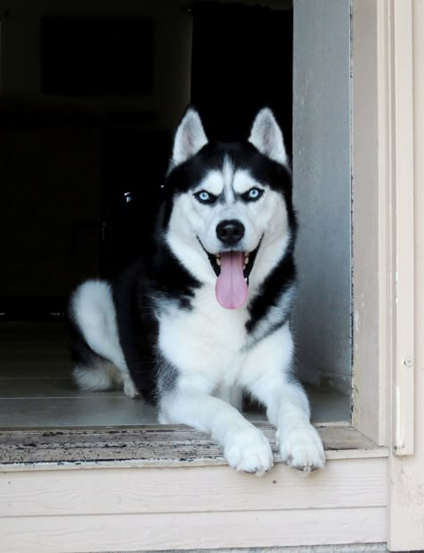 Haski Dog, Malamute Husky, Cute Husky Puppies, Husky Breeds, Alaskan Husky, Cute Dogs Images, Portrait Shoot, Maltipoo Puppy, Cute Husky