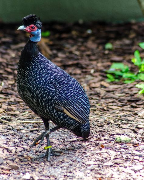 Game Bird Fowl on Instagram: “Here are some pictures I took while at @buschgardens this last week of a Crested Guineafowl. These guys are from the open forest, woodland…” Crested Guineafowl, Bird Sculptures, Guinea Fowl, Game Birds, Bird Sculpture, Some Pictures, Pigeon, Painting Inspiration, Butterflies