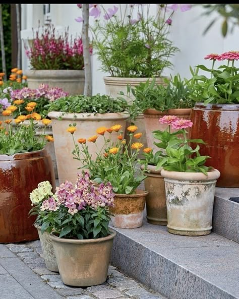 Potted Plants Outdoor, Cottage Garden Design, Have Inspiration, Garden Cottage, Balcony Garden, Container Plants, Front Garden, Dream Garden, Small Garden