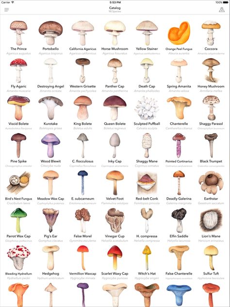 Different Types Of Mushrooms, Edible Wild Mushrooms, Types Of Mushrooms, Mushroom Identification, Survival Life Hacks, Herbal Magic, Mushroom Fungi, Plant Identification, Mushroom Art