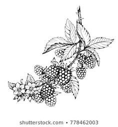 Blackberry Drawing Images, Stock Photos ... Berry Tattoo, Blackberry Tattoo, Blackberry Fruit, Vine Drawing, Black And White Outline, Fruit Tattoo, Black Berries, Branch Tattoo, Fruits Drawing