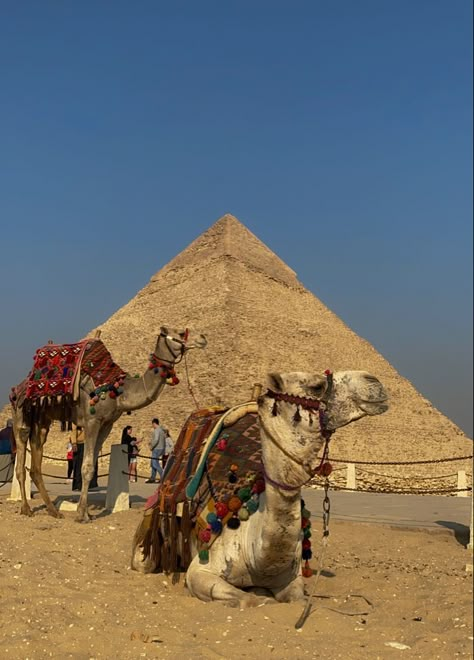 Camels. Pyramids. Egypt. Cairo. Travel. Wallpaper. Attractions. Architecture. Nature. Desert. Sand. Animals. Exotic culture. Pyramids Egypt Aesthetic, Cairo Egypt Aesthetic, Cairo Egypt City, Egyptian Animals, Egypt Landmarks, Ancient Egypt Pictures, Egypt Pictures, Cairo Travel, Sand Animals