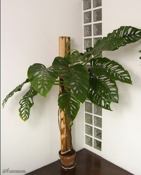 Monstera Adansonii, Philodendron Plant, Plant Wishlist, Indoor Gardens, Indoor Jungle, Monstera Plant, House Plants Decor, Plants Indoor, House Plants Indoor