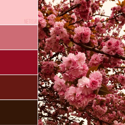 Pink Sakura tree blooming flowers Colour palette Sakura Colour Palette, Sakura Color Palette, Cherry Blossom Color Palette, Sakura Wedding, Ideas Matrimonio, Colour Crush, Red Cherry Blossom, Color Palette Living Room, Cherry Design