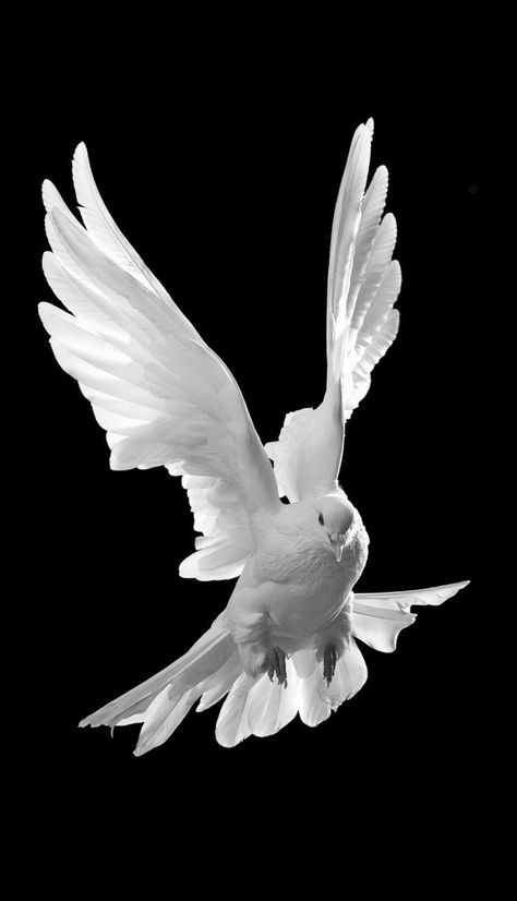 Dove Reference, Dove Flying, Dove Images, Dove Tattoos, White Pigeon, Dove Pictures, Dove Tattoo, Bird Flying, Background Images For Editing