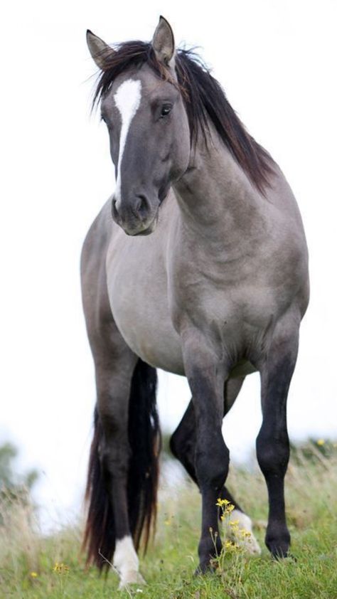 Grulla Horse, Beautiful Horses Photography, Horse Boarding, Animals Amazing, Most Beautiful Horses, Grey Horse, All The Pretty Horses, Horse Drawings, Horse Equestrian