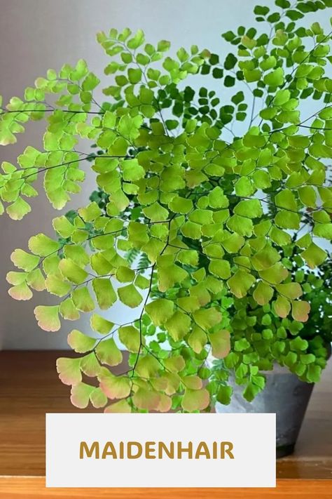 Maidenhair Fern, with its delicate, fan-shaped fronds, is a charming and ornamental houseplant known for its lacy appearance and air-purifying qualities. Many plant lovers appreciate its adaptability to indoor environments, thriving in low light and high humidity conditions. Explore our in-depth article on Maidenhair Ferns, uncovering expert tips, care guides, and the secrets to cultivating this graceful green companion in your home. Photo Credit: @ponyo_o422 Maidenhair Fern Care, Fern Care, Ferns Care, Maidenhair Fern, Home Photo, Low Lights, Plant Lover, Fern, House Plants