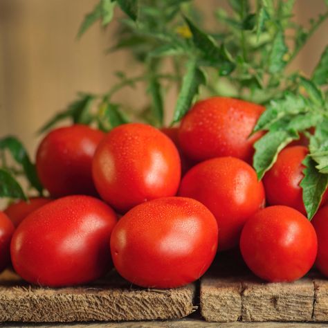 Bonnie Plants Roma Classic Paste Tomato Pot Plant 2-Pack Lowes.com Tomato Pot, Bonnie Plants, Fantasy Country, Roma Tomato, Vegetable Plants, Herbs Indoors, Sliced Tomato, Pot Plant, Roma Tomatoes