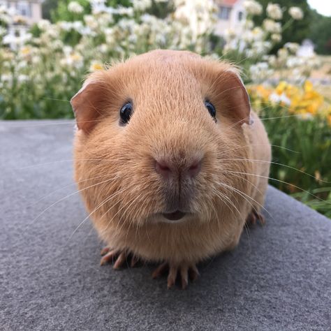 What makes you love guinea pigs? Comment below! 🐹 Ginny Pigs, Pig Pics, Cute Guinea Pigs, Cute Piggies, All Animals, Big Animals, Funny Hats, Fluffy Animals, Small Animals