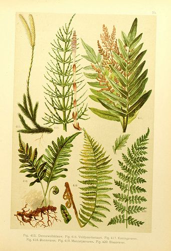 n380_w1150 | Onze flora Zutphen,W.J. Thieme,1900. biodiversi… | Flickr Fern Illustration, Fern Wall Art, Illustration Botanique, Design Textile, Illustration Vintage, Scientific Illustration, Botanical Drawings, Plant Illustration, Limited Edition Art Print