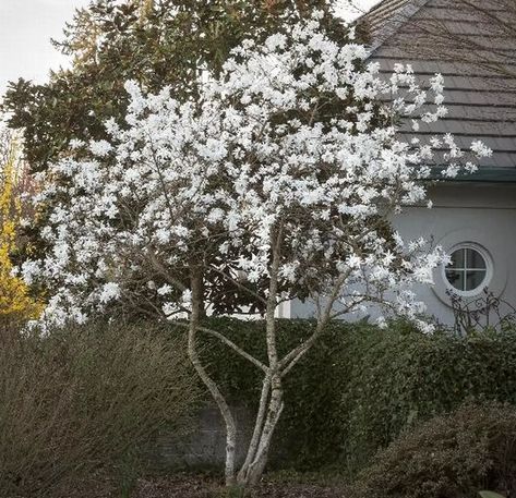 5 Dwarf Magnolia Varieties That Are Perfect for Small Yards Magnolia Stellata Royal Star, Royal Star Magnolia, Laurel Shrub, Flowering Bonsai, Star Magnolia, Magnolia Stellata, Garden Mum, Arborvitae Tree, Magnolia Tree