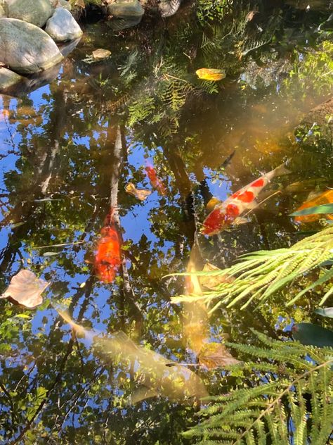 #koi #koifish #pond #aesthetic Pond Aesthetic, Koi Fish Pond, Fish Pond, Koi Pond, Koi Fish, Cottage Core, Koi, Cottage, Fish