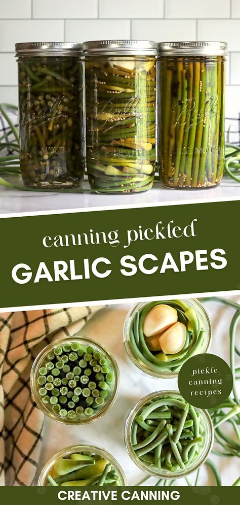 Do you enjoy growing garlic in your garden? Wondering what to do with the unique and delicious garlic scapes that emerge in the growing process? Look no further! Our enticing garlic scapes recipes are designed with pickle canning in mind. Canning pickles is a rewarding process that lets you preserve the bounty of your garden and enjoy it year-round. With our clear, step-by-step instructions, even beginners can confidently delve into the art of preservation. Garlic Scapes Recipes, Scapes Recipes, Pickled Garlic Scapes, Scape Recipes, Pickles Canning, Preserving Garlic, Garlic Scape Pesto, Water Bath Canning Recipes, Canned Pickles