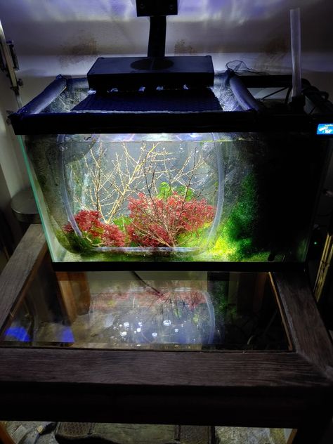 (1) Build Thread - Seahorse Tank Build update | REEF2REEF Saltwater and Reef Aquarium Forum Seahorse Aquarium, Seahorse Tank, Aquarium Lighting, Reef Aquarium, Seahorses, Swimming, Thread, Building