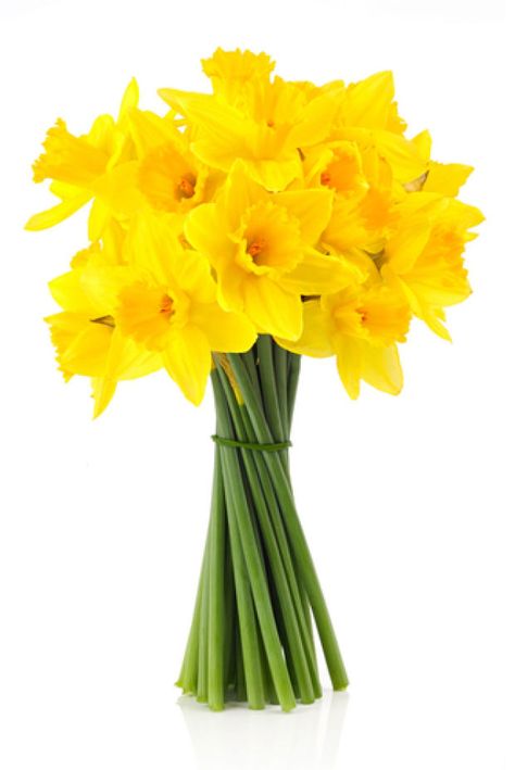 Daffodil Images, Daffodil Bouquet, Daffodil Day, December Birth Flower, Daffodil Tattoo, March Birth Flowers, Church Wedding Flowers, Cheap Wedding Flowers, Beach Wedding Flowers