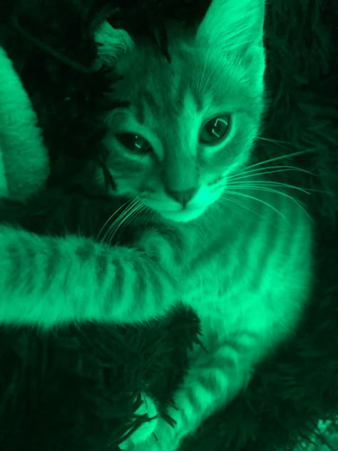 Green Cat Pfp, Green Cat, Cute Cat Green Aesthetic, Green Cats Aesthetic, Black Cat With Green Eyes Wallpaper, Black Cat Green Aesthetic, Dreams Core Aesthetic, Green Y2k, Cat Lead