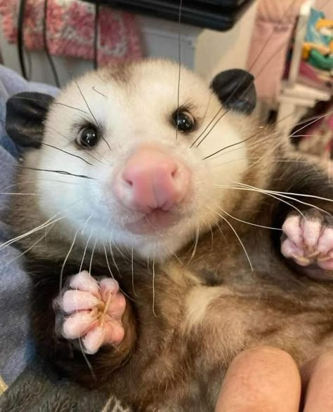 Baby Possum, Awesome Possum, Cute Rats, Trash Panda, Pretty Animals, Silly Animals, Cute Animal Photos, Weird Animals, Cute Creatures