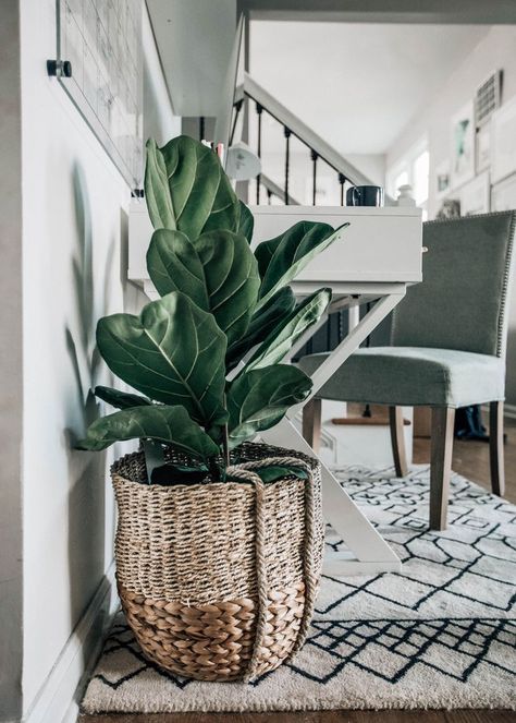 Ways To Use Baskets In Your Home, fiddle leaf fig in basket, @prettyinthepines Ways To Organize House Plants, Plant In Wicker Basket, Plants In Wicker Baskets Indoor, Basket Planters Indoor, Decor With Baskets, Plant In Basket, Ways To Organize Your Home, Pretty In The Pines, Monochromatic Interior Design