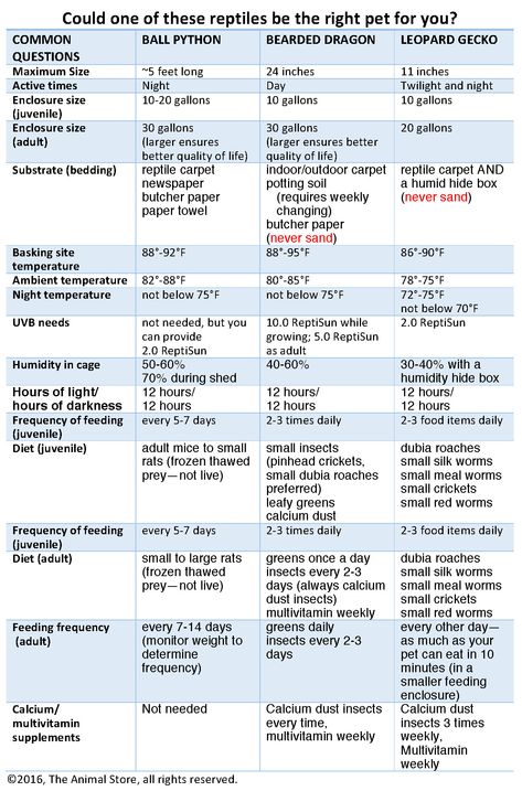 Bearded Dragon Food Chart Bearded Dragon Anatomy, Bearded Dragon Meal Plan, What Can Bearded Dragons Eat, Bearded Dragon Diet Chart, Bearded Dragon Food List, Bearded Dragon Weight Chart, Bearded Dragon Food, Bearded Dragon Diet, Russian Tortoise Diet