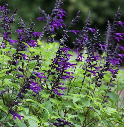 Summer Planting, Purple Salvia, Interesting Plants, West Facing Garden, Flower Landscape, Back Garden, Late Summer, Healthy Plants, Front Garden