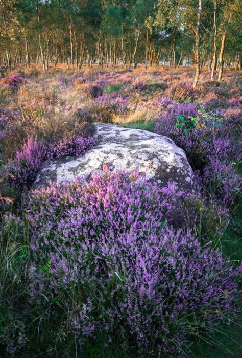 Irish Heather, Heather Core, Heather Aesthetic, Heather Garden, Nature Composition, Heather Gardens, Heather Hills, Scottish Cottages, Heather Plant