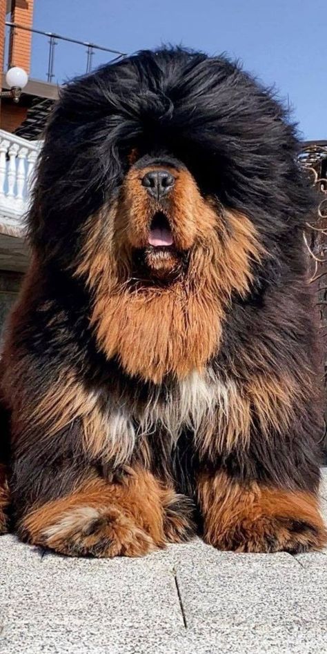 Pretty Dog Breeds, Bark Collars For Dogs, Cutest Dog Breeds, Tibetan Mastiff Dog, Pretty Puppies, Most Beautiful Dog Breeds, Unique Dog Breeds, Rare Dogs, Rare Dog Breeds