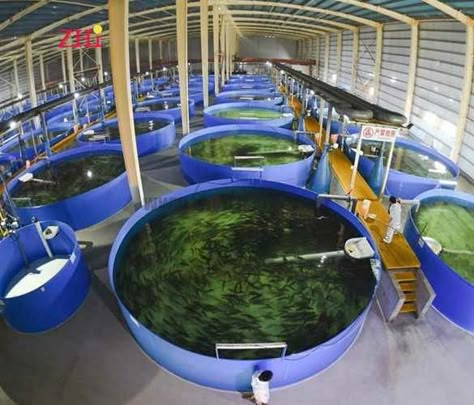 Fish Farming Ponds, Farm Equipment Storage, Poultry Farm Buildings, Aquaculture Fish, Backyard Fishing Pond, Hydroponic Gardening System, Aqua Farm, Animal Farming, Fishing Pond