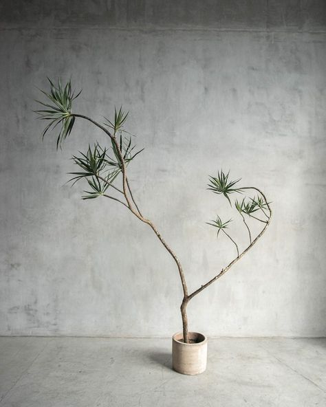 Interior Plant Design | Our newest Curvy Dragon Tree collection is live! Please DM or email to request access to the online catalog. | Instagram Dragon Tree Plant Indoor, Japanese Indoor Plants, Dragon Tree Plant, Interior Plant Design, Dragon Plant, Indoor Zen Garden, Japanese Plants, Interior Design Plants, Dracaena Plant