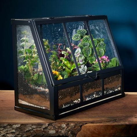 How To Make a Terrarium (DIY) | Family Handyman Ikea Greenhouse Terrarium, Ikea Terrarium, Handyman Hacks, Make A Terrarium, Miniature Greenhouse, Large Terrarium, Mini Serre, Open Terrariums, Small Terrarium