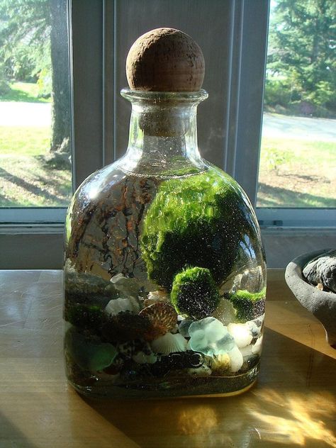 Pet Terrarium, Moss Projects, Moss Ball Aquarium, Marimo Terrarium, Indoor Gardening Supplies, Water Terrarium, Patron Bottle, Marimo Moss Ball, Marimo Moss