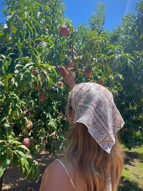 Berry Garden Aesthetic, Fruit Girl Aesthetic, Picking Fruits Aesthetic, Orange Picking Aesthetic, Tomatoe Girl Aesthetic, Peach Farm Aesthetic, Gardening Girl Aesthetic, Picking Berries Aesthetic, Peach Picking Aesthetic