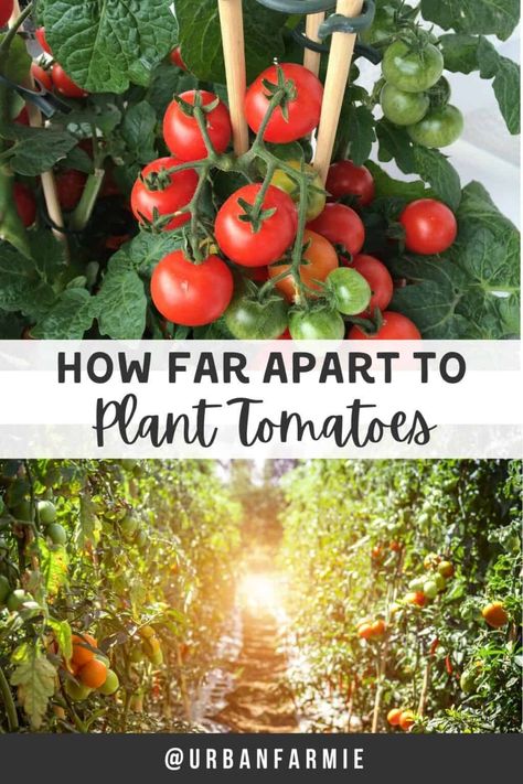 How To Plant Tomatoes In The Ground, Tomatoes In Raised Beds, Planting Tomatoes Sideways, Garden Beds Raised, Best Way To Stake Tomato Plants, Raised Bed Plans, Cherry Tomato Potted Plant, Plant Tomatoes, Big Planters