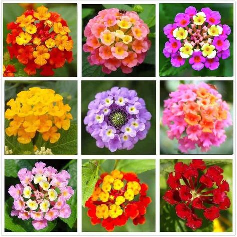 Purple Lantana, Lantana Flower, Lantana Plant, Cockle Shells, Lantana Camara, Zinnia Flowers, Indoor Patio, Indoor Flowers, Garden Pictures