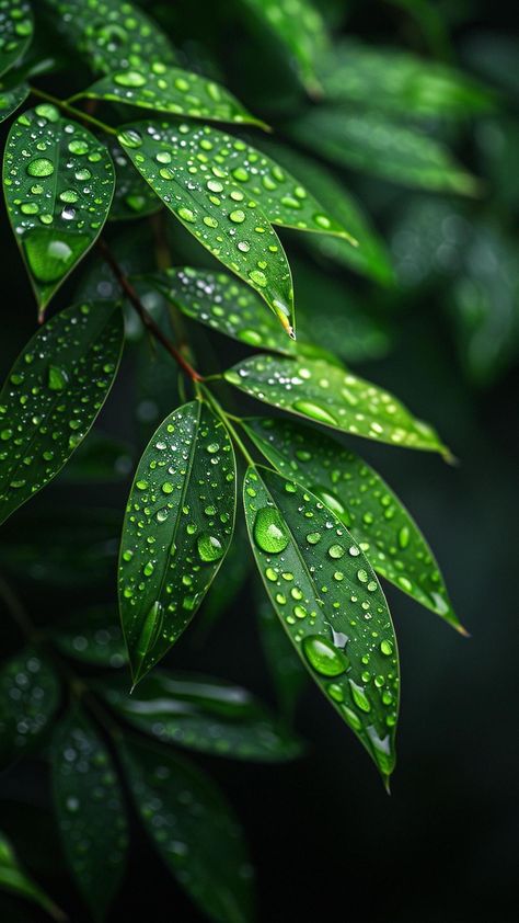 Natural Background For Editing, Green Nature Wallpaper, Water Drop Photography, Iphone Wallpaper Texture, Leaves Photo, Xiaomi Wallpapers, Iphone Wallpaper Lights, Nature Photography Flowers, Android Wallpaper Art