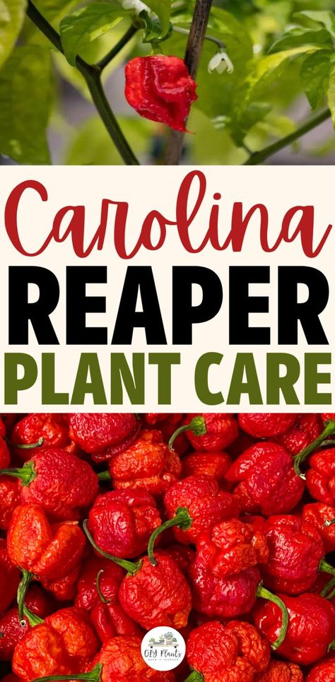 Carolina Reaper Plant Care Carolina Reaper Recipe, Pepper Plant Care, Room For Plants, Hot Peppers Plants, Growing Hot Pepper, Carolina Reaper Pepper, Chilli Plant, Growing Peppers, Pepper Salsa