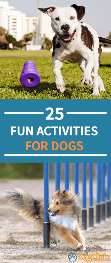 25 Fun Things to Do With Your Dog! Things To Do With My Dog, Fun Things To Do With Your Dog At Home, Fun Activities To Do With Your Dog, Dog Games Outdoor, Activities To Do With Dogs, Dog Date Ideas, Activities To Do With Your Dog, Outdoor Dog Activities, Activities With Dogs