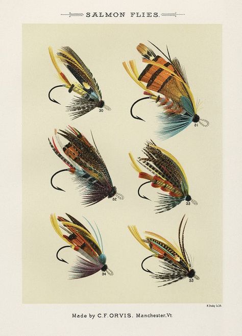 Salmon Fliee. Digitally enhanced from our own original 1892 edition of Favorite Flies and Their Histories by Mary Orvis Marbury. | free image by rawpixel.com Vintage Fly Fishing, Fishing Poster, Fly Fishing Art, Fishing Art, Fly Fishing Lures, History Posters, Salmon Flies, Fish Illustration, Fishing Flies