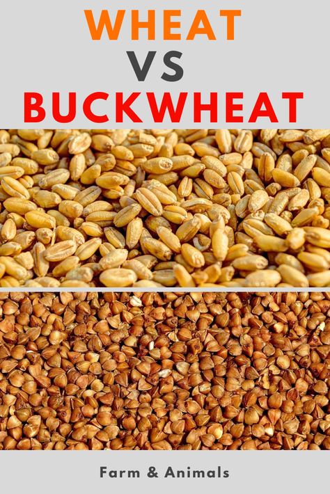 Many people wonder if wheat and buckwheat are one and the same, and still others wonder which is healthier. The fact is, buckwheat and wheat are two very different foodstuffs, and they offer different nutritional benefits.  In this article, we explore the difference wheat vs. buckwheat. Read on to learn more on what is the difference between wheat and buckwheat. Buck Wheat Recipes, Buckwheat Benefits, Buckwheat Pasta, Farm Crops, Ohio Garden, How To Make Flour, Buckwheat Bread, Wheat Recipes, Wheat Berries