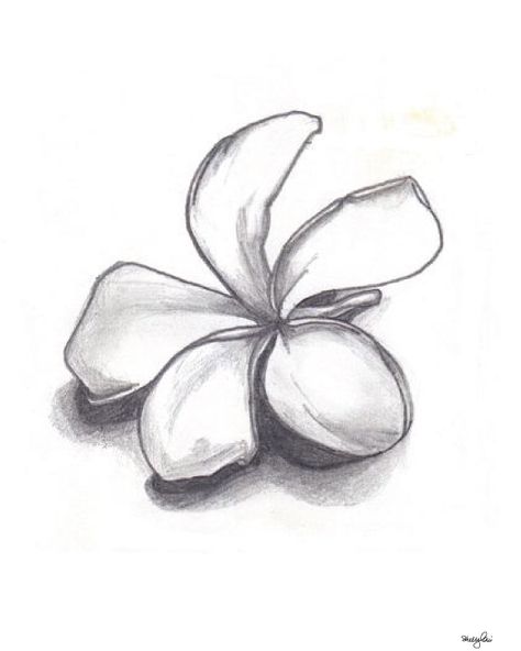 http://shelbyleni.wordpress.com/2013/01/04/delicate/ Flower Drawing Shading, Flower Shading, Pencil Drawings Of Nature, Sketch Flower, Shell Drawing, Pencil Inspiration, Pencil Drawings Of Flowers, Shading Drawing, Nature Sketch