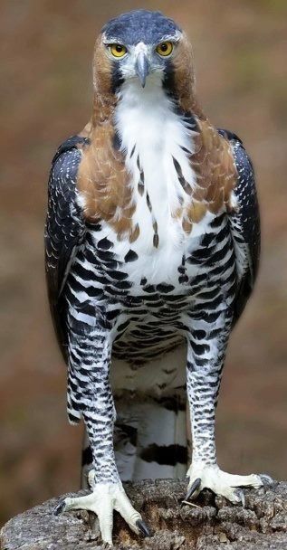 Ornate Hawk-Eagle Hawk Eagle, Regnul Animal, Bird Sitting, The Eagles, Nature Birds, Bird Pictures, Exotic Birds, Pretty Birds, Bird Photo