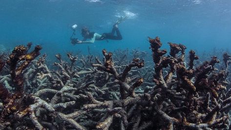 image: Coral Ceramic Coral Reefs, Coral Reef Drawing, Coral Reef Photography, Coral Reef Art, Coral Bleaching, The Great Barrier Reef, Reef Aquarium, Great Barrier Reef, Underwater Photography