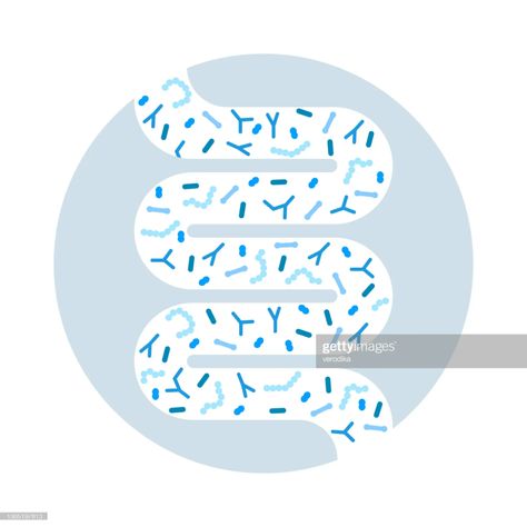 Gut Microbiome Concept Human Intestine Microbiota With Healthy Probiotic Bacteria High-Res Vector Graphic - Getty Images Healthy Probiotics, Complementary Medicine, Gut Microbiota, Everyday Health, Healthy Bacteria, Naturopathic Doctor, Irritable Bowel, Gut Bacteria, Gut Healing